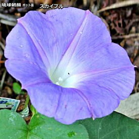 楽天市場 琉球 朝顔 苗の通販