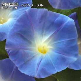 楽天市場 朝顔 苗の通販