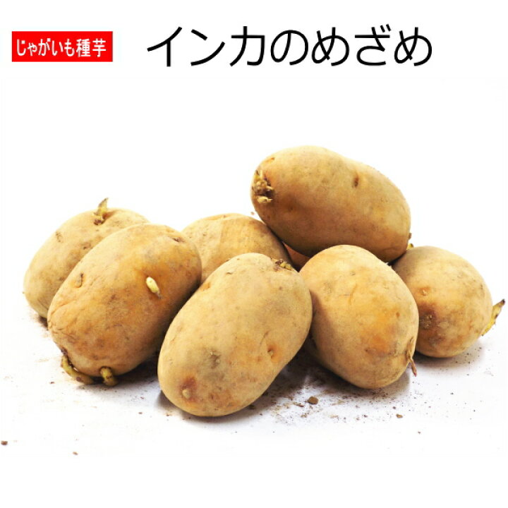 インカのめざめ 種芋 20個 600g m33 打ちこみ