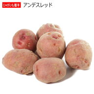 じゃがいも アンデスレッド 秋作用たね芋 500g ジャガイモ L～Sサイズ