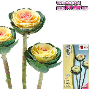 tOy F1  zq 0.5ml^^LCzic\{F悻40{j