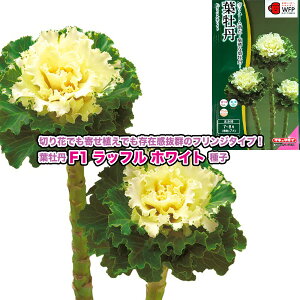 tOy F1bt zCg zq 30^^LCzic\{F悻20{j