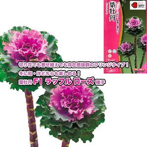 tOy F1bt [Y zq 30^^LCzic\{F悻20{j