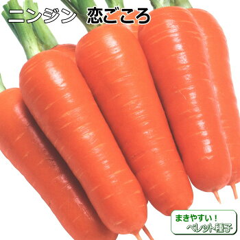 楽天市場 ニンジン 種子 恋ごころ ペレット種子 500粒 人参 なえ屋 楽天市場 ニンジン 種子 恋ごころ ペレット種子 500粒 人参 なえ屋