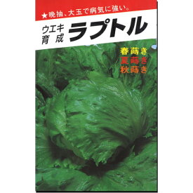 レタス 種子 ラプトル 結球レタス 1ml