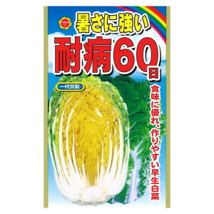A^_ ɋϕa60 