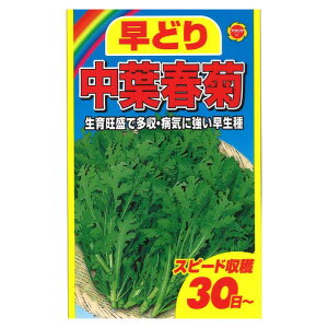 アタリヤ農園 早どりシリーズ 中葉春菊