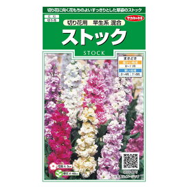 楽天市場 ストック 切花の通販