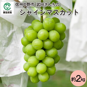 長野県中野市産 武田さんちのシャインマスカット 約2kg
