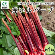 長野県富士見町産 赤いルバーブ 【生】