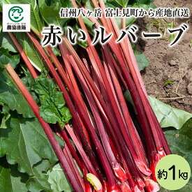 長野県富士見町産 赤いルバーブ 【生】