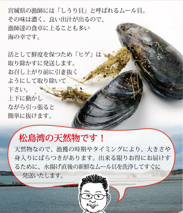 楽天市場 送料無料 松島 産直の天然ムール貝2kg 水揚げ後に活の状態で発送します ワイン蒸し パスタなどがおおすすめ 松島海鮮工房
