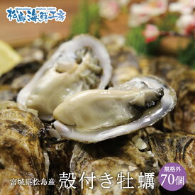送料無料 松島産 産直　殻付き牡蠣　規格外　70個 （生食可能） 活出荷 牡蠣 カキ かき 貝　父の日