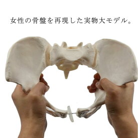動かすことができる骨盤模型 科学教室 PVCプラスチック製 可動型 学習ツール 等身大 骨盤 女性骨盤 女性