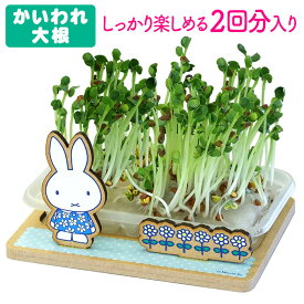 楽天市場 かいわれ 大根 栽培 キットの通販