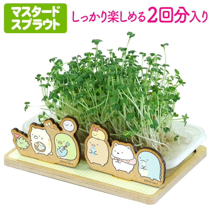 楽天市場 日本製 Sgスプラウト栽培キット すみっコぐらし マスタードスプラウト 栽培セット かわいい おもしろい 自由研究 キッチンガーデニング すみっこ Woo Foo