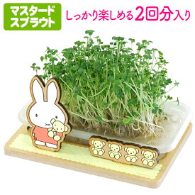 楽天市場 おもしろ 栽培 キットの通販