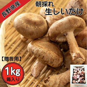 y쌧Yzypẑꐶ 1kg  쌧 MB VN  ̂ ̓ Mtg 
