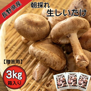 y쌧Yzypẑꐶ 3kg  쌧 MB VN  ̂ Mtg 
