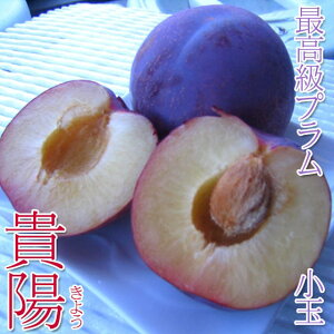 �_�\��̔��^�M�z �ō����v���� ���� 2kg�y7�����{�`8����{�o�ח\��z