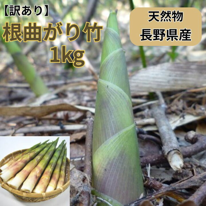 楽天市場】【予約開始】【訳あり】根曲がり竹 天然もの [太さ・長さ 