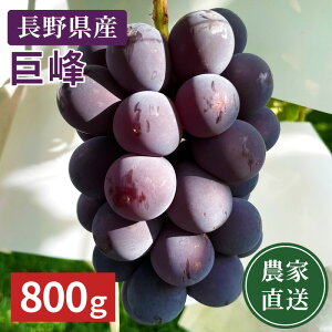 _\̔^y_ƒz쌧Y 햳 800g@(ꌧEnzsj 9{ȍ~珇