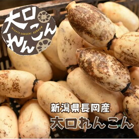 大口れんこん Mサイズ 2Sサイズ 4kg大口レンコン｜新潟県大口地区特産の真っ白でシャキシャキ 肥沃な土壌と愛情で育てた逸品を食卓に ブランドれんこん えちご中越農業協同組合 JAえちご中越【クール便】