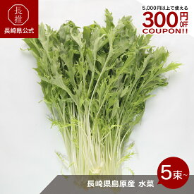 【長崎県公式】田中農園 長崎県島原産の水菜　5束/10束セット