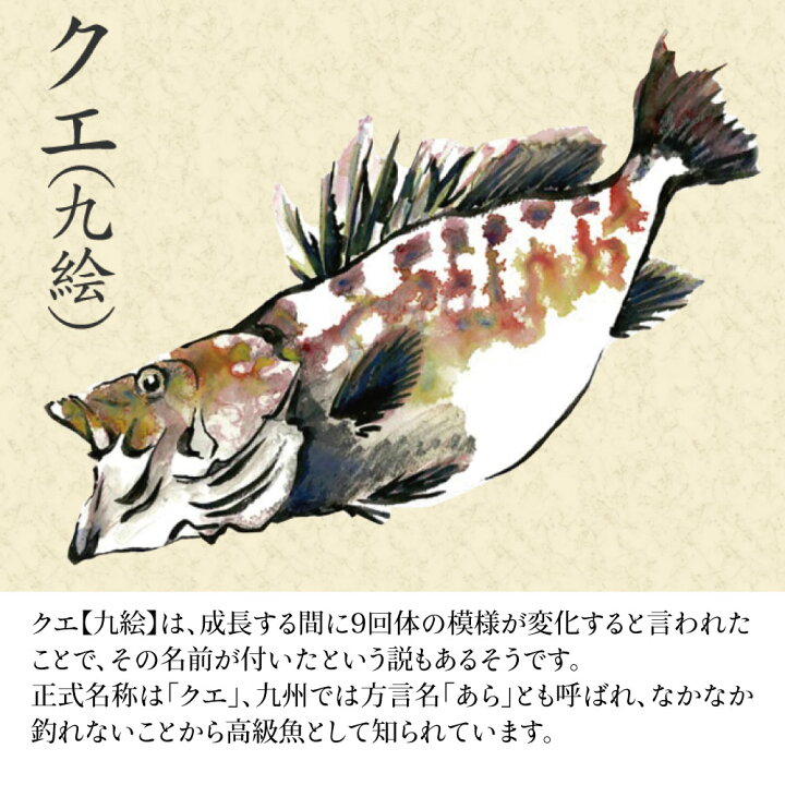 楽天市場 クエ鍋 2 3人前くえ鍋 くえ鍋セット クエ くえ 鍋セット 九州 海鮮鍋 セット 長崎 長崎産 天然クエ クエの身 300g クエあら 0g アゴ出汁 ポン酢 冷凍 贈答 送料無料 九絵 あら 長崎卓袱浜勝 お取り寄せ 海鮮 お取り寄せグルメ 鍋 高級 あら アラ