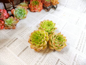 A GPxA q[MX[HYB 񂹐Ac Jbgc K[f sN O[ 3cm5cmTCY ܂ v[g