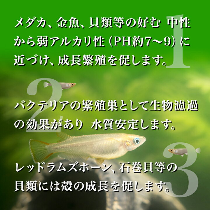 夏安心クール便発送 和香 などの観賞魚に最適な環境作りに めだか 5匹 レッドラムズホーン 水槽内の掃除 金魚