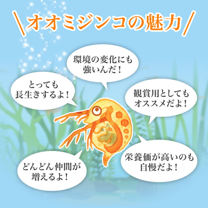 国産品 めだか 生餌 エサ用メダカ ３００匹 Shipsctc Org