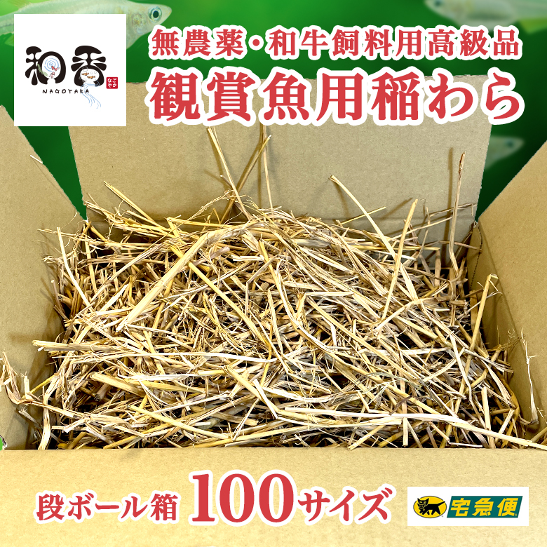 無農薬 観賞魚用稲わら段ボール箱100 関連:稲藁いなわらめだか越冬