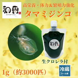 和香 タマミジンコ (成体）1g（約3000匹）+ 生クロレラ 100ml 詳しい動画説明書付 めだか・金魚・らんちゅう・グッピーなどの活餌に最適 なごやか 和やか