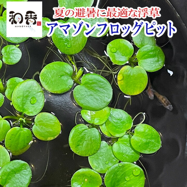 楽天市場 和香 夏場の日よけにも最高 アマゾンフロッグピット 無農薬 10株 めだか 金魚 グッピー ベタ 熱帯魚 の産卵 針子稚魚の隠れ家にも効果的 水質浄化効果も期待 和香 なごやか 楽天市場 和香 夏場の日よけにも最高 アマゾンフロッグピット 無農薬 10株 めだか 金魚 グッピー ベタ 熱帯魚 の産卵 針子稚魚の隠れ家にも効果的 水質浄化効果も期待 和香 なごやか