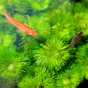 ★ポイント5倍★和香 カボンバ 国産 無農薬 10株 金魚藻 めだか 金魚 グッピー ベタ 熱帯魚 針子稚魚の隠れ家にも効果的、水質浄化効果も期待