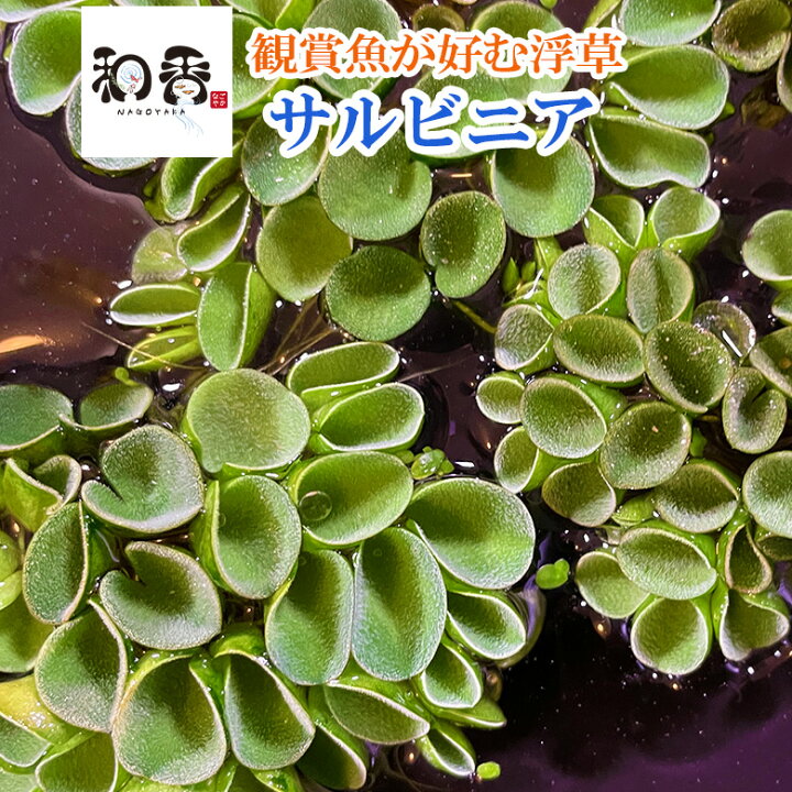 楽天市場 和香 夏場の日よけにも最高 サルビニア ククラータ 無農薬 5株 めだか 金魚 グッピー ベタ 熱帯魚 の産卵 針子稚魚の隠れ家にも効果的 水質浄化効果も期待 和香 なごやか