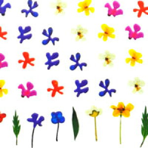 ySizcouponOzzzlCV[  t[  |bv [t t | WFlC lC lCpi WF V[ fRpi \邾 WFlCV[ ԕ  t[l