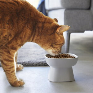 tower Hׂ₷ybgt[h{E ^[ zCg