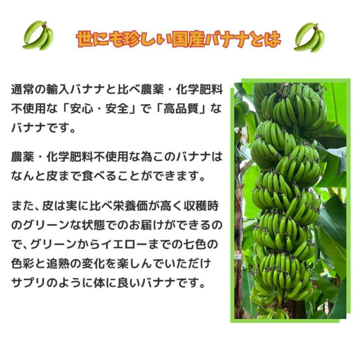 楽天市場】青いバナナ グリーンバナナ ひと房丸ごと 国産バナナ 国産無  
