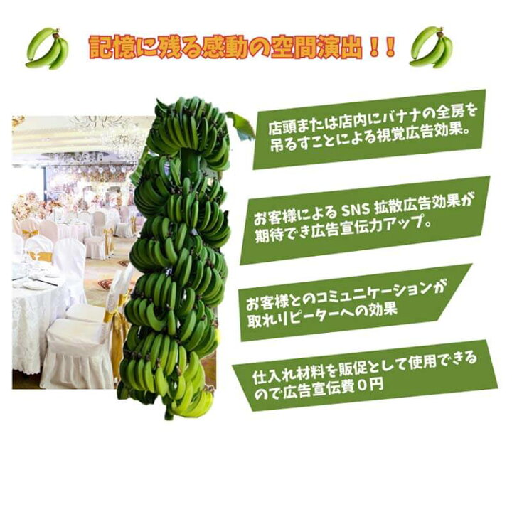楽天市場】青いバナナ グリーンバナナ ひと房丸ごと 国産バナナ 国産無 
