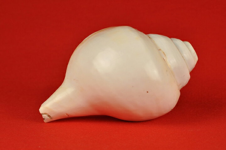 楽天市場】宝貝（シャンク貝）白螺貝 : 仏像仏画チベット美術卸の天竺堂 