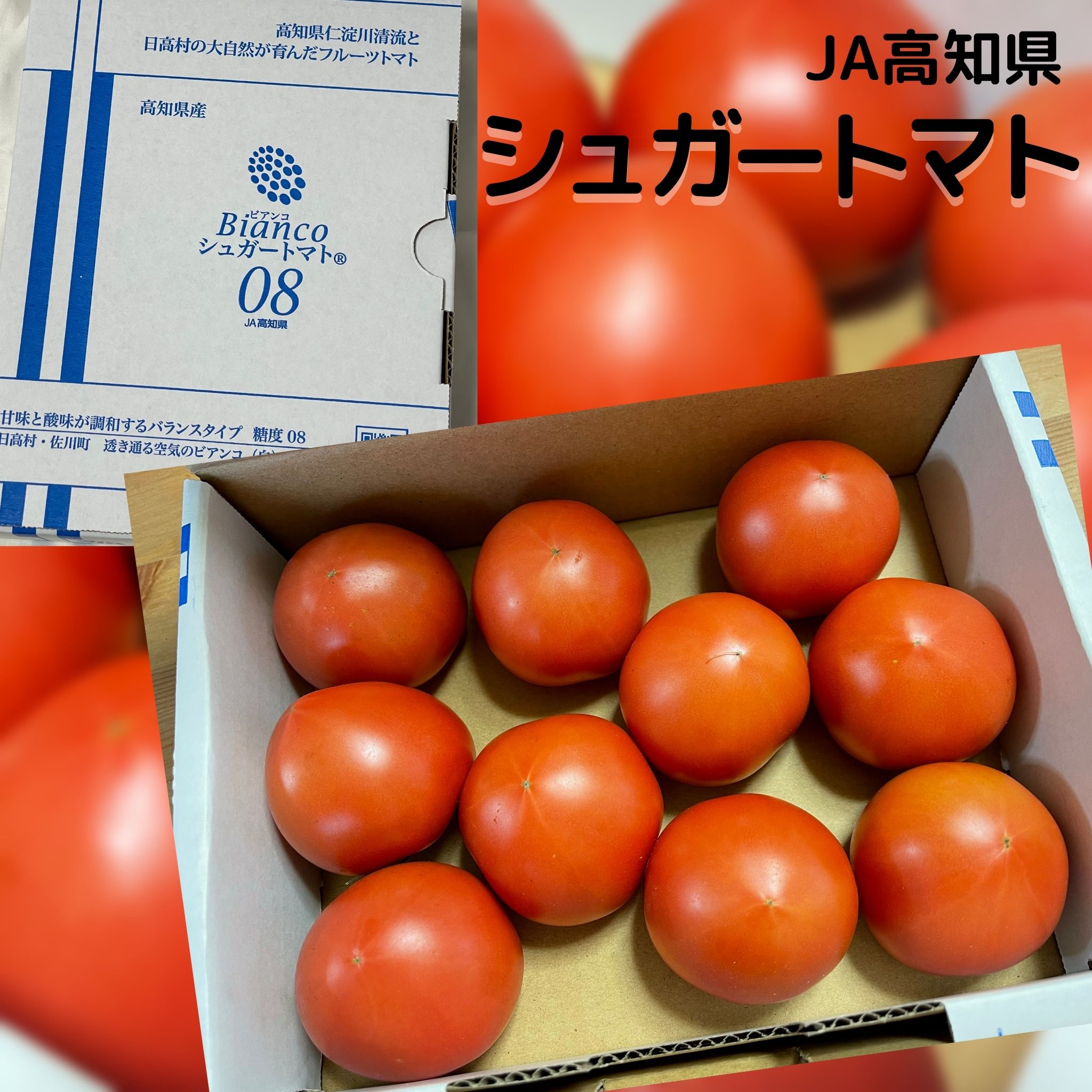 今が旬 高知県フルーツトマトの発祥 公式サイト 送料無料 超特価sale開催 市場直送 JA高知県 シュガートマト フルーツトマト ビアンコ とまと きのこ 野菜
