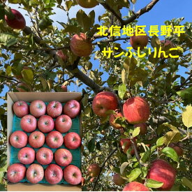長野県長野平地区JAながの　サンふじりんご　期間限定　年末からお正月用に！　12月20日頃までの発送予定