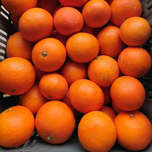 Q Y V ܂ 󂠂 2kg g܂ǂȂ̐ei TCYs QSݓX