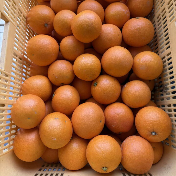 楽天市場】愛媛 中島産 ブラッドオレンジ タロッコ 家庭用 10kg サイズ 