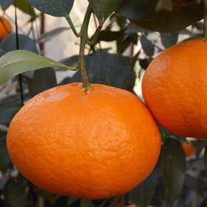 Q Y Õ p 3kg m[bNX TCYL`3L ԏGi }cR̒mȂEłЉ