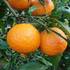 J}_  10kg Q Y m[bNX 2S`STCY Y ݂ IW