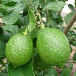 レモン 1kgの人気商品 通販 価格比較 価格 Com