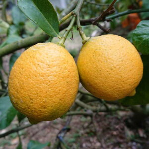 Q Y  󂠂 2kg TCYs [J Y m[bNX h܁EhJrܕsgp